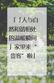 「人与自然和谐相处的温暖瞬间」家里来“贵客”啦