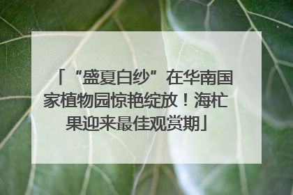 “盛夏白纱”在华南国家植物园惊艳绽放！海杧果迎来最佳观赏期