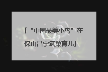 “中国最美小鸟”在保山昌宁筑巢育儿