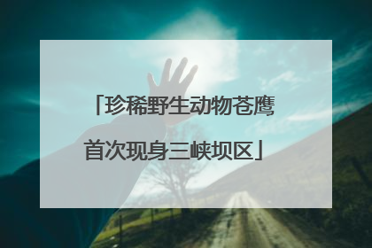 珍稀野生动物苍鹰首次现身三峡坝区