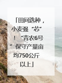 田间选种，小麦强“芯”！“青农6号”保守产量亩均750公斤以上