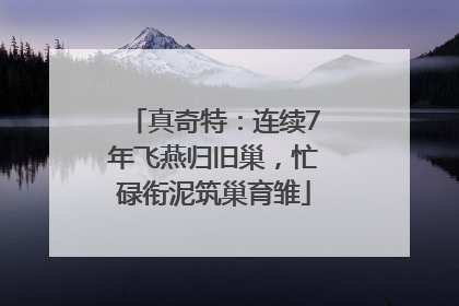真奇特：连续7年飞燕归旧巢，忙碌衔泥筑巢育雏