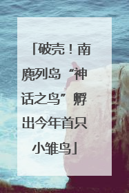 破壳！南麂列岛“神话之鸟”孵出今年首只小雏鸟