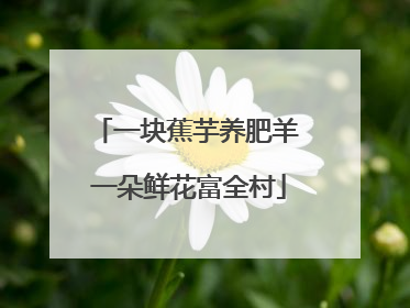 一块蕉芋养肥羊 一朵鲜花富全村