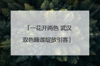 一花开两色 武汉双色睡莲绽放引客