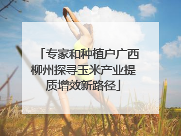 专家和种植户广西柳州探寻玉米产业提质增效新路径