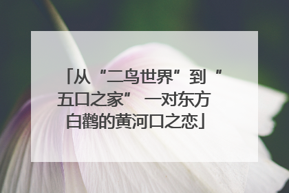 从“二鸟世界”到“五口之家” 一对东方白鹳的黄河口之恋