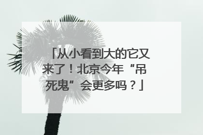 从小看到大的它又来了！北京今年“吊死鬼”会更多吗？