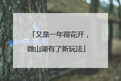 又是一年荷花开，微山湖有了新玩法