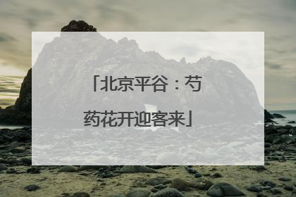 北京平谷：芍药花开迎客来
