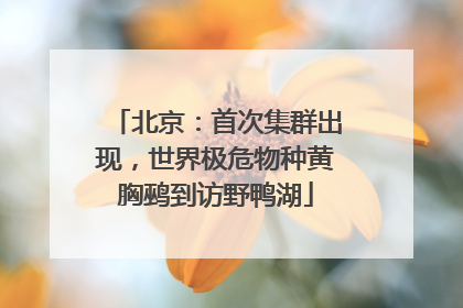 北京：首次集群出现，世界极危物种黄胸鹀到访野鸭湖