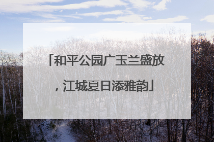 和平公园广玉兰盛放，江城夏日添雅韵