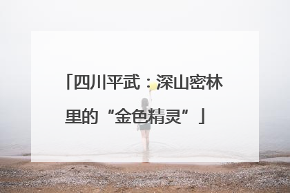 四川平武：深山密林里的“金色精灵”