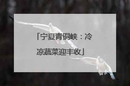 宁夏青铜峡：冷凉蔬菜迎丰收