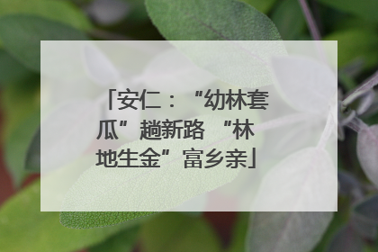 安仁：“幼林套瓜”趟新路 “林地生金”富乡亲