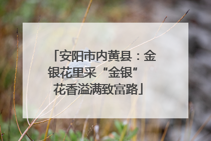 安阳市内黄县：金银花里采“金银” 花香溢满致富路