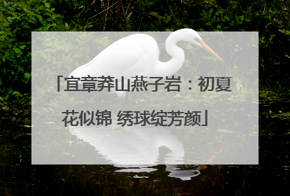 宜章莽山燕子岩：初夏花似锦 绣球绽芳颜
