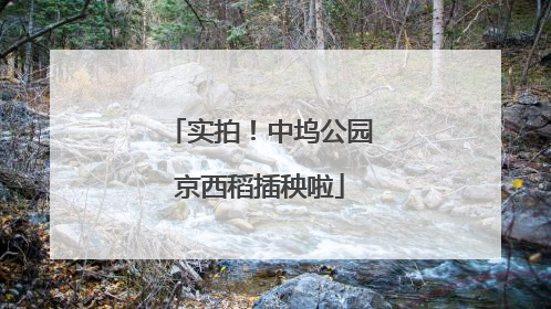 实拍！中坞公园京西稻插秧啦