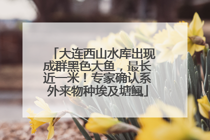 大连西山水库出现成群黑色大鱼，最长近一米！专家确认系外来物种埃及塘鲺