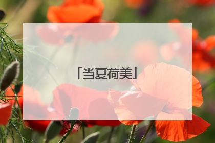 当夏荷美