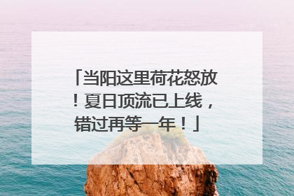 当阳这里荷花怒放！夏日顶流已上线，错过再等一年！