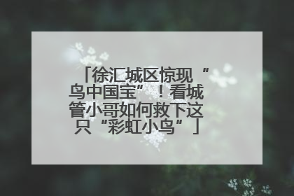 徐汇城区惊现“鸟中国宝”！看城管小哥如何救下这只“彩虹小鸟”