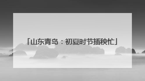 山东青岛：初夏时节插秧忙