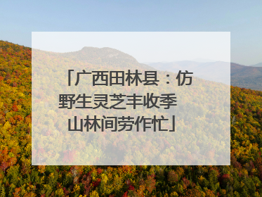 广西田林县：仿野生灵芝丰收季 山林间劳作忙