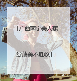 广西南宁美人蕉绽放美不胜收