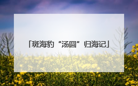 斑海豹“汤圆”归海记