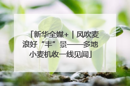 新华全媒+｜风吹麦浪好“丰”景——多地小麦机收一线见闻