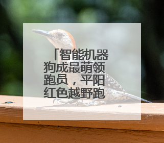 智能机器狗成最萌领跑员，平阳红色越野跑今日开赛