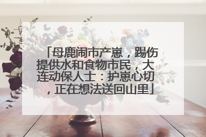 母鹿闹市产崽，踢伤提供水和食物市民，大连动保人士：护崽心切，正在想法送回山里
