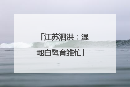 江苏泗洪：湿地白鹭育雏忙