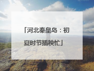 河北秦皇岛：初夏时节插秧忙