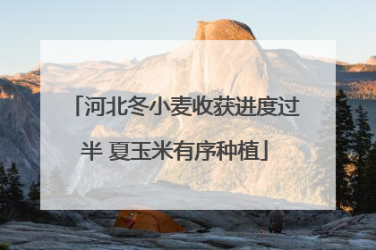 河北冬小麦收获进度过半 夏玉米有序种植