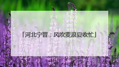 河北宁晋：风吹麦浪夏收忙