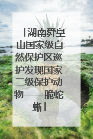 湖南舜皇山国家级自然保护区巡护发现国家二级保护动物——脆蛇蜥