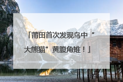 莆田首次发现鸟中“大熊猫”黄腹角雉！