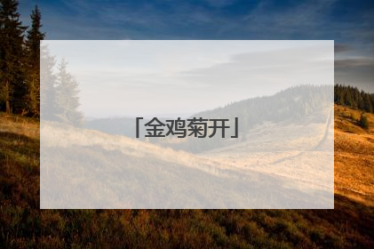 金鸡菊开