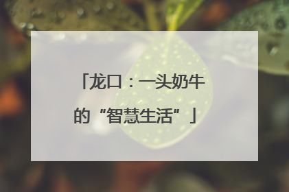 龙口：一头奶牛的“智慧生活”