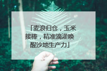 麦浪归仓，玉米接棒，精准滴灌唤醒沙地生产力