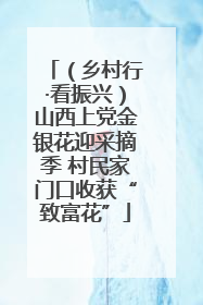 （乡村行·看振兴）山西上党金银花迎采摘季 村民家门口收获“致富花”