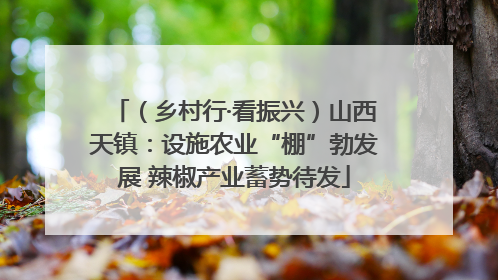 （乡村行·看振兴）山西天镇：设施农业“棚”勃发展 辣椒产业蓄势待发