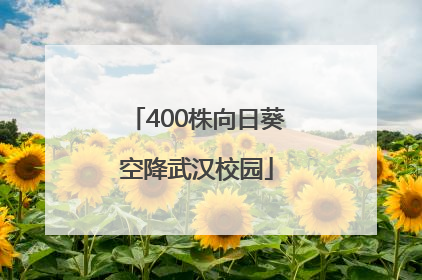 400株向日葵空降武汉校园